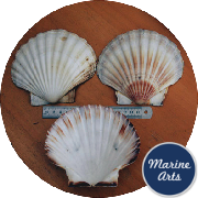 8604 - Atlantic Scallop Shells - Large - 13-14cm